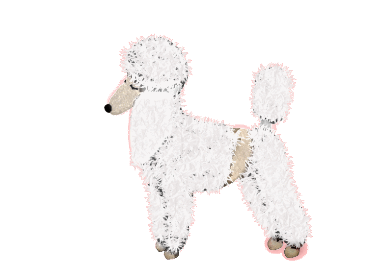 lhasanese puppies