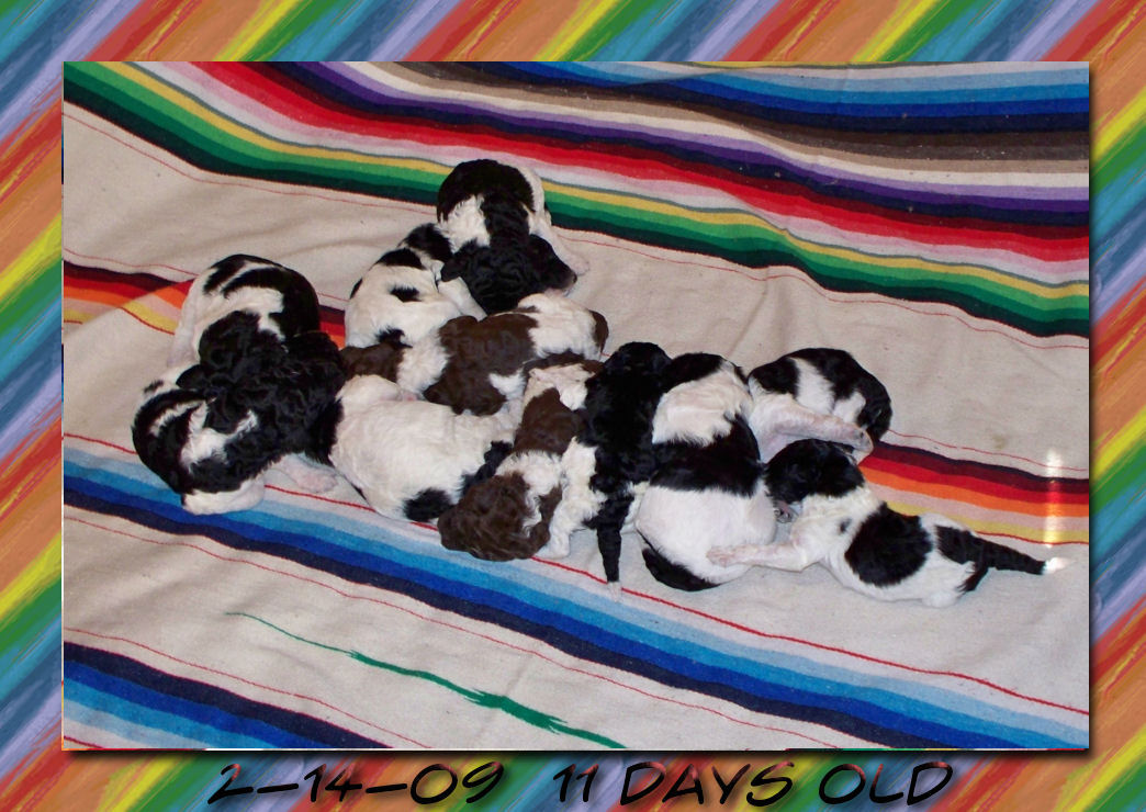 Gagaglittergal Poodles