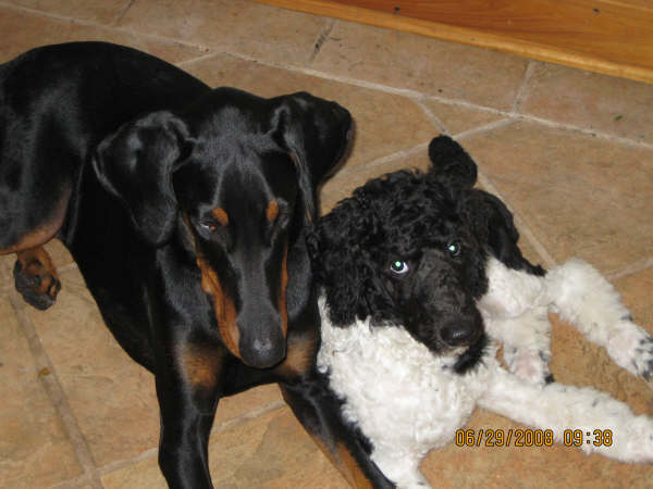 Gagaglittergal Poodles