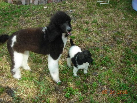 gagaglittergal poodles