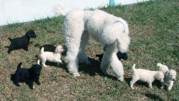 gagaglittergal poodles daytona beach florida