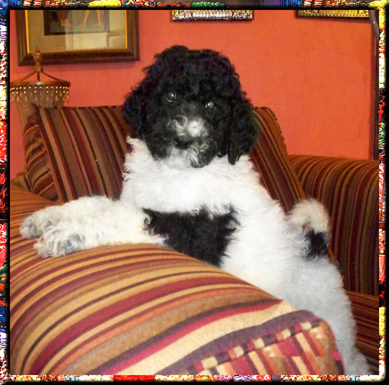 gagaglittergal poodles