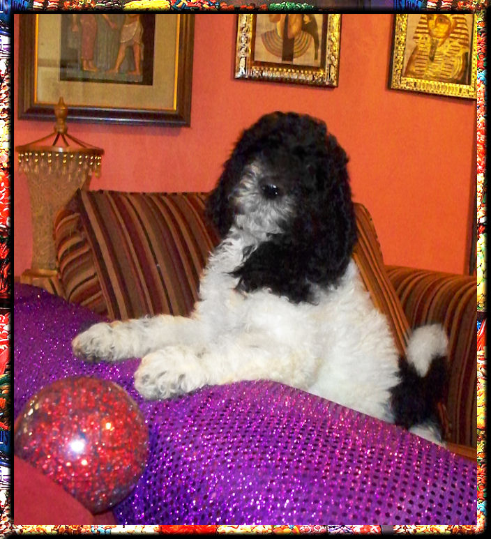 gagaglittergal poodles