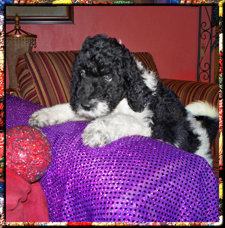 gagaglittergal poodles