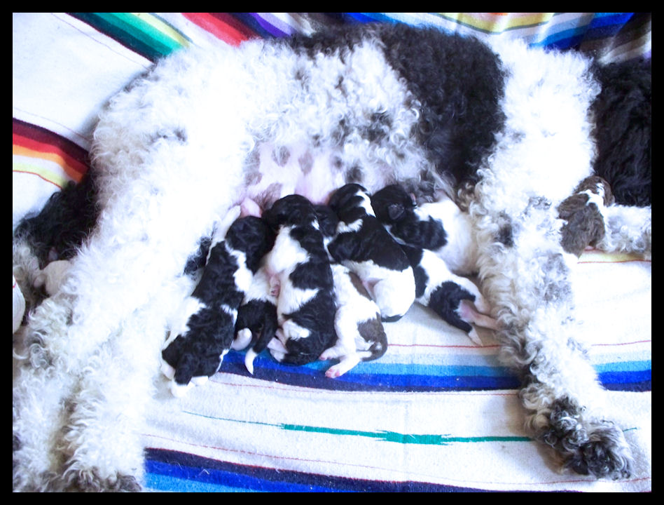 gagaglittergal Poodles