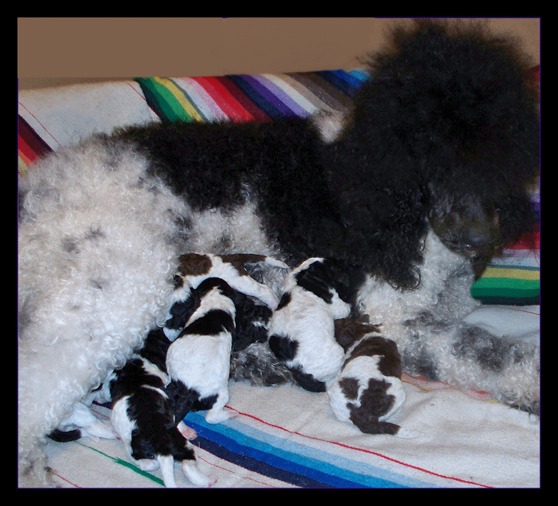 gagaglittergal poodles