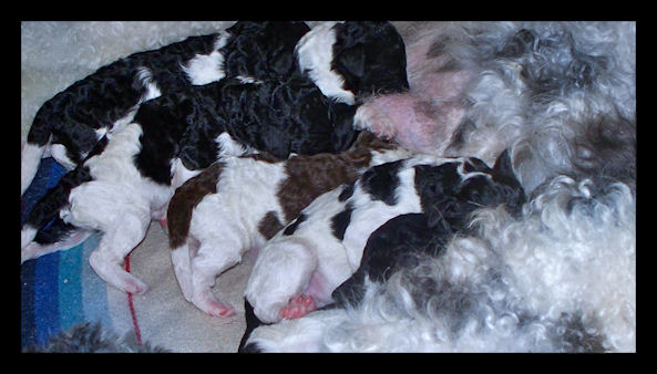 gagaglittergal poodles