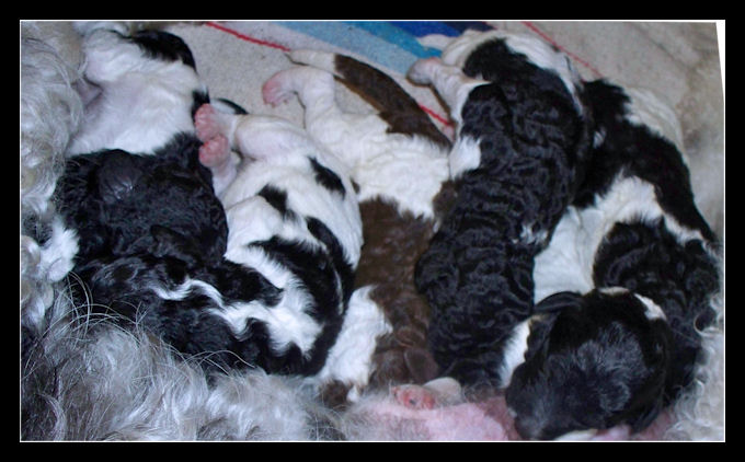 gagaglittergal poodles